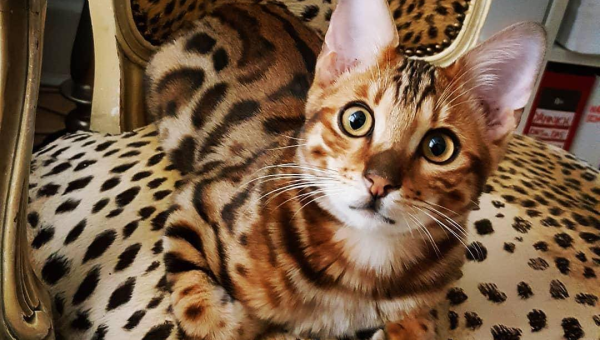 白羊座钟情的宠物豹猫品种